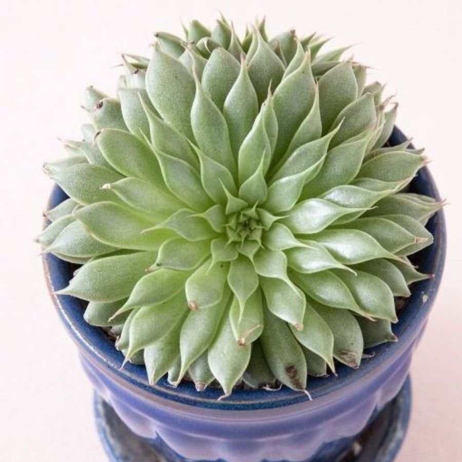 “Sen Đá Kim” Giá Tốt Tại Sài Gòn-Đa Dạng Size 2