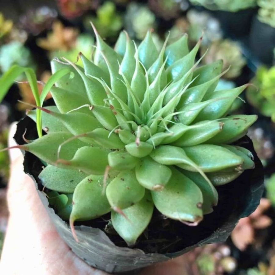 “Sen Đá Kim” Giá Tốt Tại Sài Gòn-Đa Dạng Size