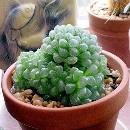 Sen Đá Ngọc Tròn Thuần Khí Hậu TPHCM-Bảng Giá (Update) 3
