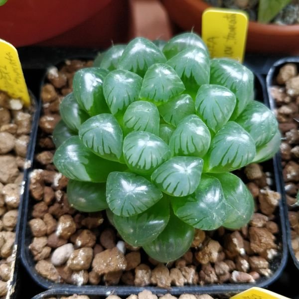 Sen Đá Ngọc Tròn Thuần Khí Hậu TPHCM-Bảng Giá (Update) 2
