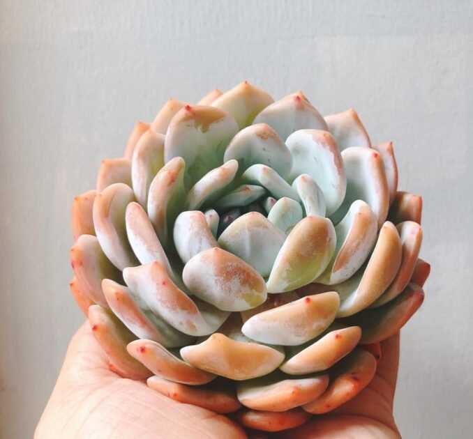 Sen Đá Monroe-Decor Nhà Cửa Đẹp Độc Đáo-Giá Sỉ Lẻ 2