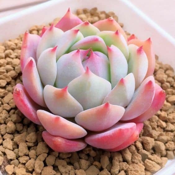 Sen Đá Monroe-Decor Nhà Cửa Đẹp Độc Đáo-Giá Sỉ Lẻ