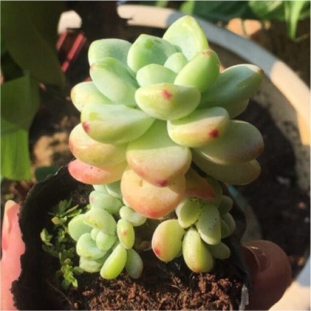 Sen Đá Sỏi Thiên Thanh Đẹp Nhẹ Nhàng-Bảng Giá Sỉ Lẻ 2