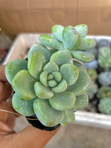 Sen Đá Sỏi Thiên Thanh Đẹp Nhẹ Nhàng-Bảng Giá Sỉ Lẻ
