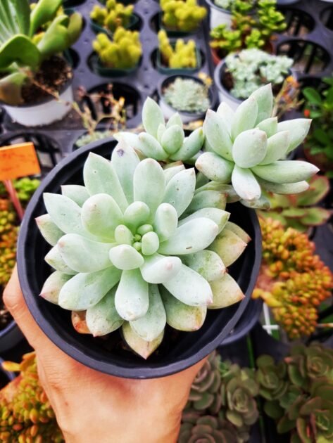 Sen Đá Sỏi Thiên Thanh Đẹp Nhẹ Nhàng-Bảng Giá Sỉ Lẻ 3