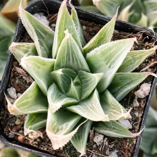 Sen Đá Dạ Quang Trắng-Bán Giá Sỉ, Lẻ 3