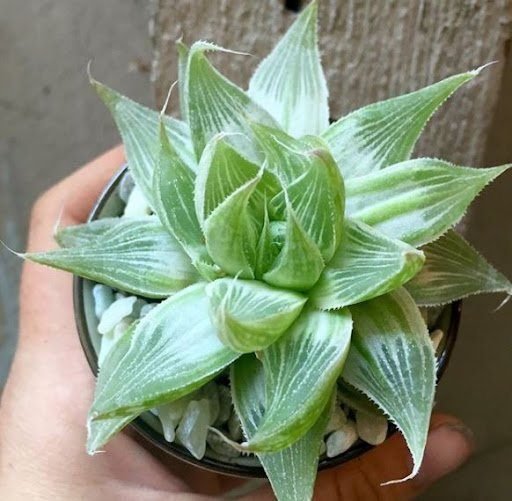 Sen Đá Dạ Quang Trắng-Bán Giá Sỉ, Lẻ