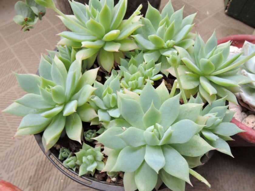 Sen Đá Dù Kim-Giá Tận Gốc-Hướng Dẫn Kỹ Thuật Thuần Sen 2