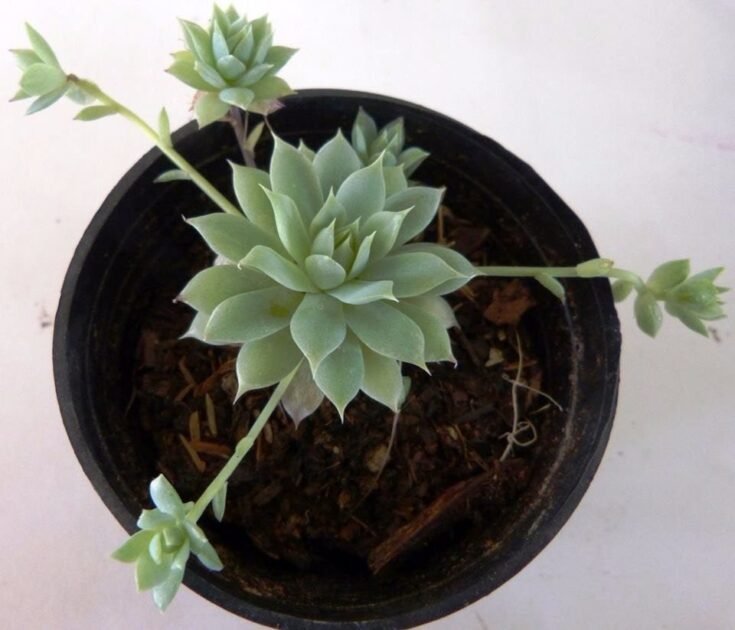 Sen Đá Dù Kim-Giá Tận Gốc-Hướng Dẫn Kỹ Thuật Thuần Sen 3