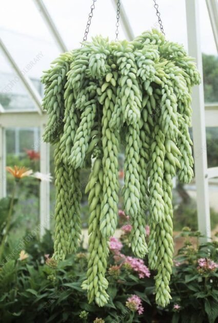 Các Loại Sen Đá Dây Leo Giá Rẻ-Sỉ Tại TPHCM