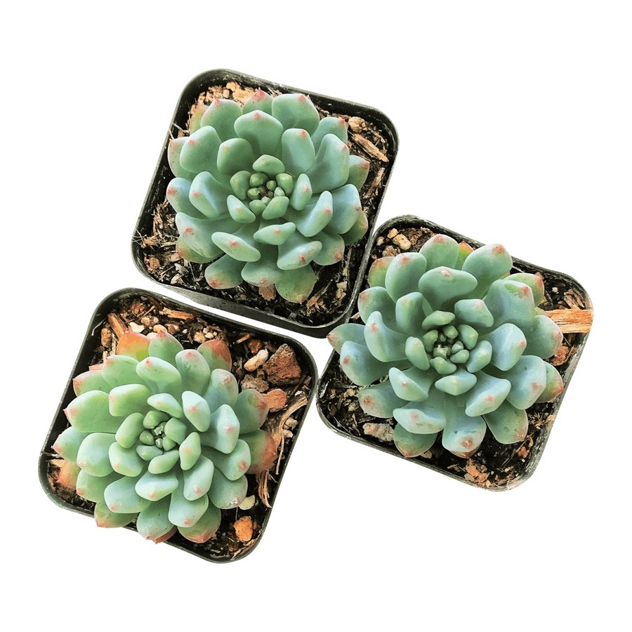 Sen Đá Thược Dược-Mách Bạn Địa Chỉ Mua Sỉ Lẻ Tại TPHCM