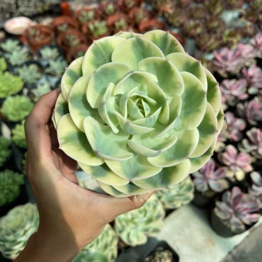 Sen Đá VAR Có Phải Giống Sen Đột Biến Không?