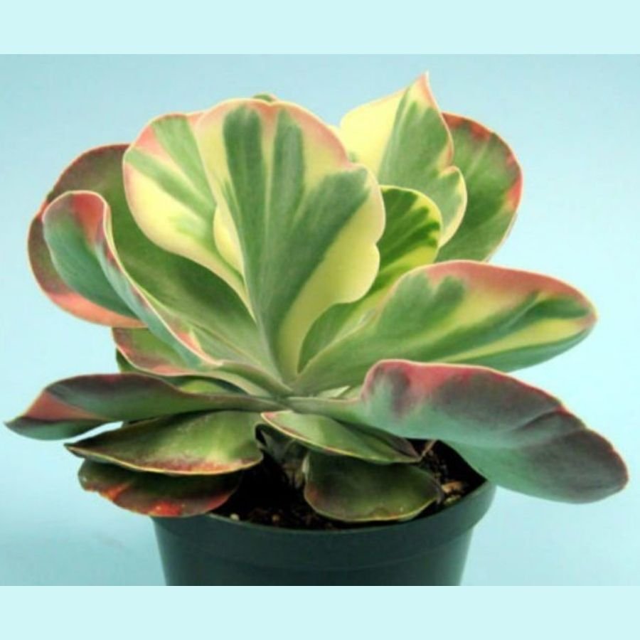 Sen Đá VAR Có Phải Giống Sen Đột Biến Không? 2