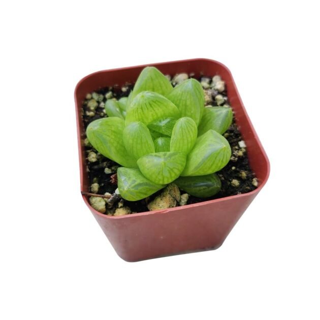 Sen Đá Kim Cương Xanh Ngọc Bích TPHCM