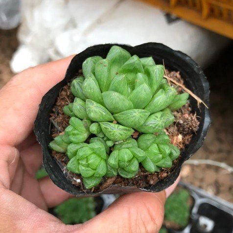 Sen Đá Kim Cương Xanh Ngọc Bích TPHCM 3