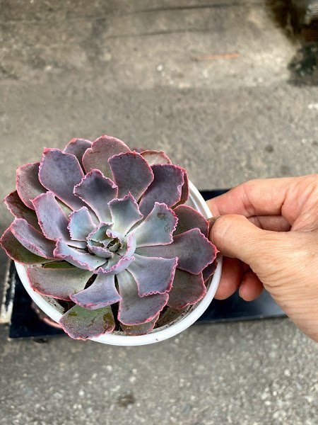 Sen Đá Bắp Cải Tím-Size Lớn-Trung-Bầu-Giá Tốt 2
