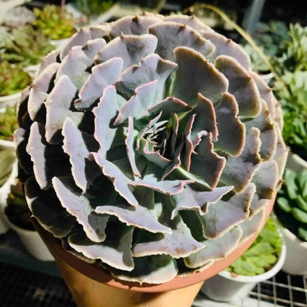 Sen Đá Bắp Cải Tím-Size Lớn-Trung-Bầu-Giá Tốt