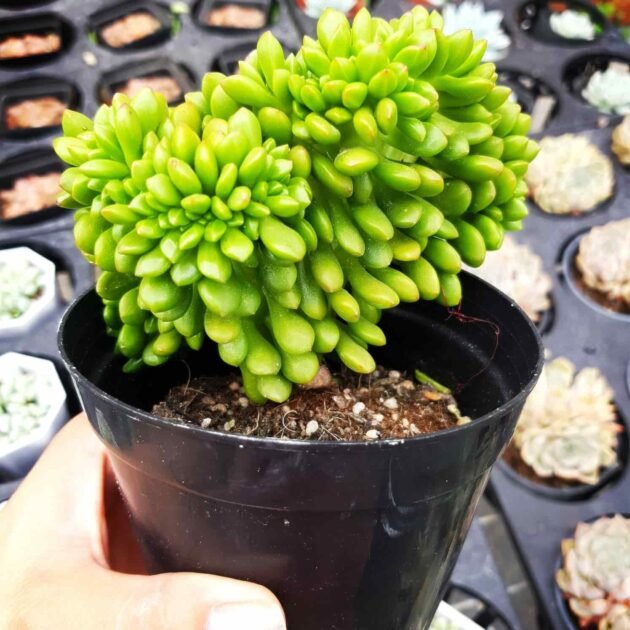 Sen Đá Crest Là Gì-Nơi Bán Giống Sen Đá Đột Biến Uy Tín? 2