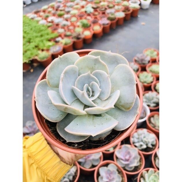 Sen Đá Đất Trắng-Giá Tốt Trong Năm-Chốt Ngay Đủ Size 2