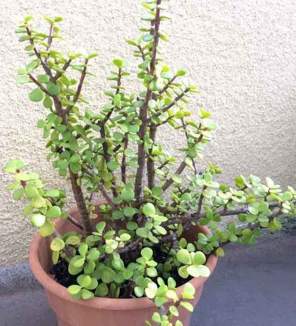 Sen Đá Đô La Trắng-Tậu Ngay Nếu Bạn Muốn Giàu Có 2