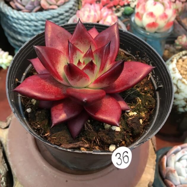 Sen Đá Hỏa Đế-Đã Thuần-Sỉ Lẻ Tại Sài Gòn 3