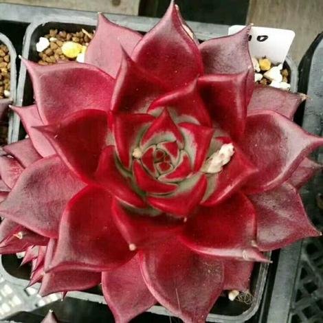 Sen Đá Hỏa Đế-Đã Thuần-Sỉ Lẻ Tại Sài Gòn