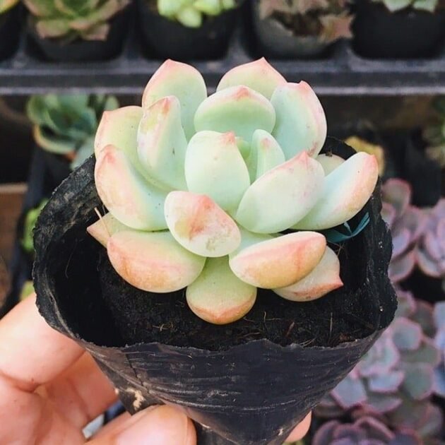Sen Đá Má Hồng-“Mỹ Phẩm” Thiên Nhiên Trang Điểm Nhà Cửa, Công Ty 2