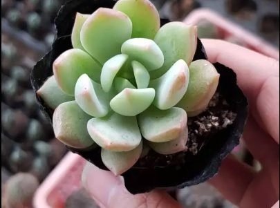 Sen Đá Má Hồng-“Mỹ Phẩm” Thiên Nhiên Trang Điểm Nhà Cửa, Công Ty