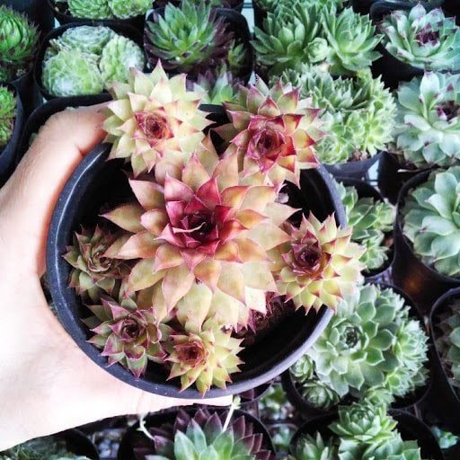 Sen Phật Bà Đỏ-Top Cây Phong Thủy Hút Tài Lộc, Bình An 3