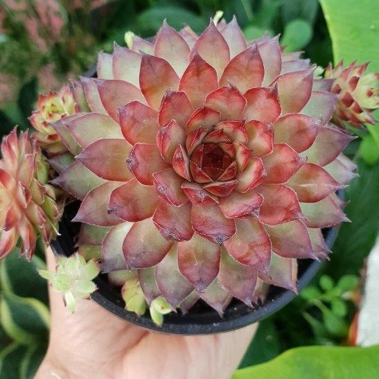 Sen Phật Bà Đỏ-Top Cây Phong Thủy Hút Tài Lộc, Bình An 2