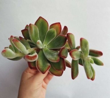 Sen Đá Nhung Viền Đỏ-Bán Sỉ Sen Đá Giá Tốt Tại TPHCM