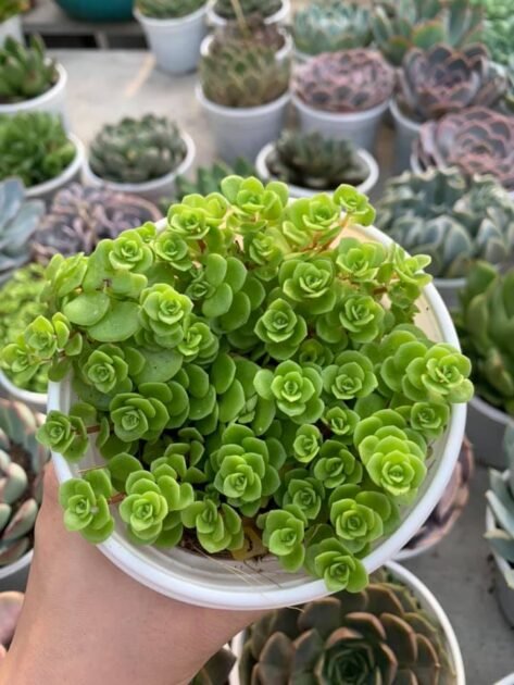 Sedum Vảy Cá-Decor Tiểu Cảnh, Vườn Sen Đá, Shop-Không Nên Bỏ Qua 3