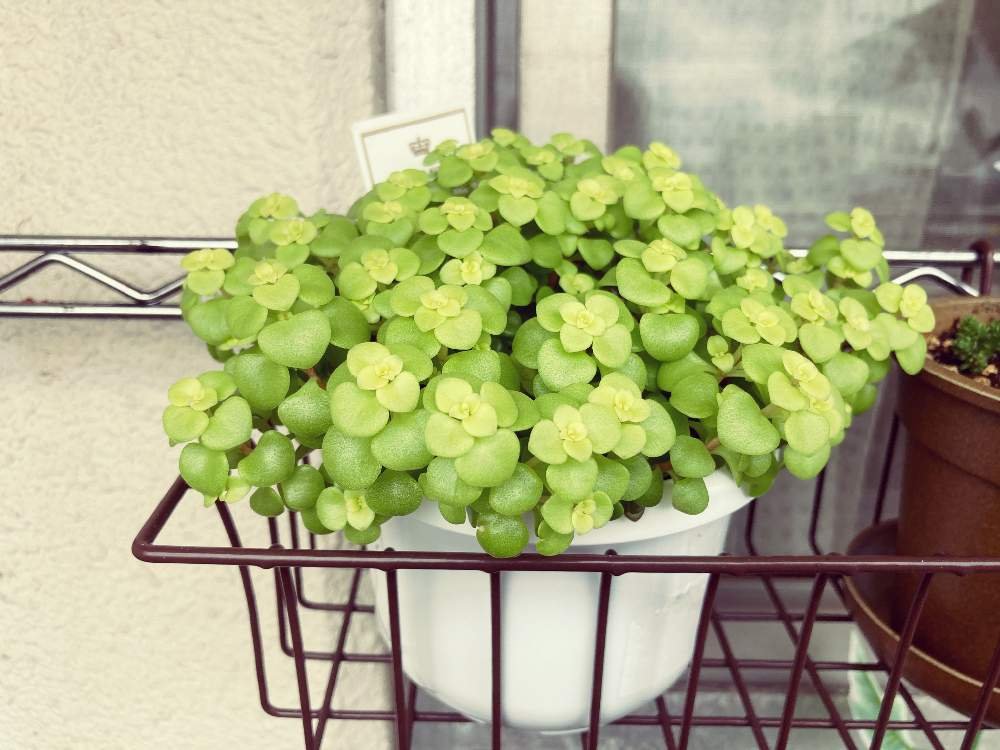 Sedum Vảy Cá-Decor Tiểu Cảnh, Vườn Sen Đá, Shop-Không Nên Bỏ Qua 2