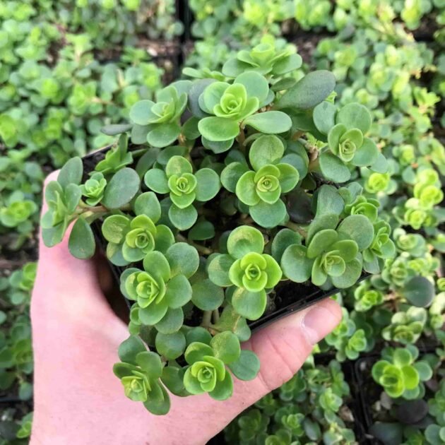 Sedum Vảy Cá-Decor Tiểu Cảnh, Vườn Sen Đá, Shop-Không Nên Bỏ Qua