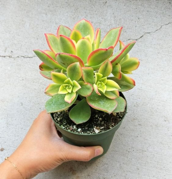 Sen Đá 3 Màu Decor Nhà Cửa, Quán Cà Phê, Nhà Hàng Tuyệt Đẹp