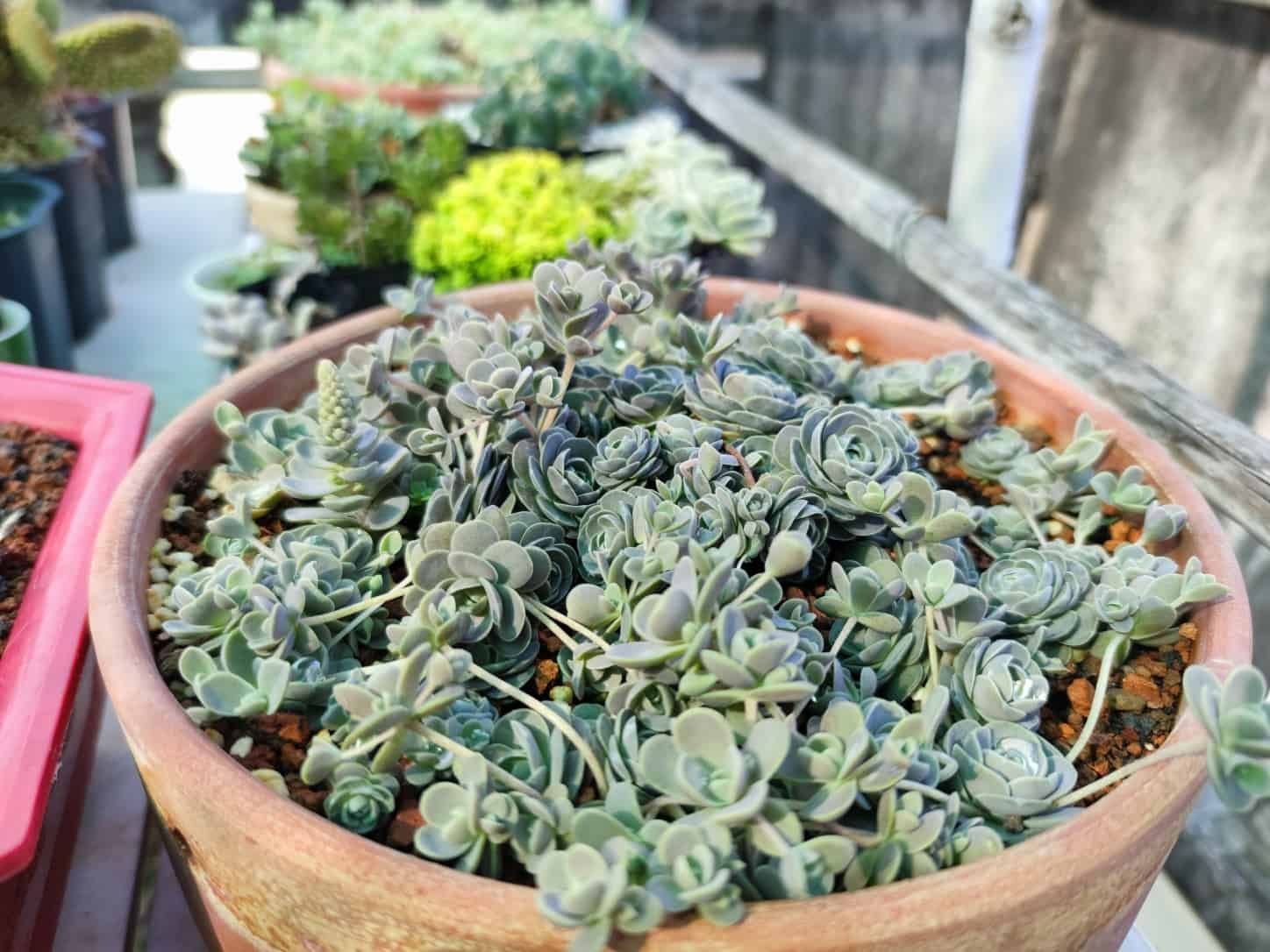 Sen Đá Dù Tròn-Giá Bán-Hướng Dẫn Trồng và Chăm Sóc 3