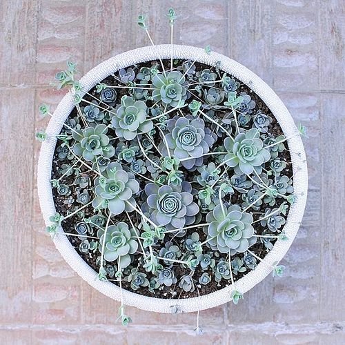 Sen Đá Dù Tròn-Giá Bán-Hướng Dẫn Trồng và Chăm Sóc