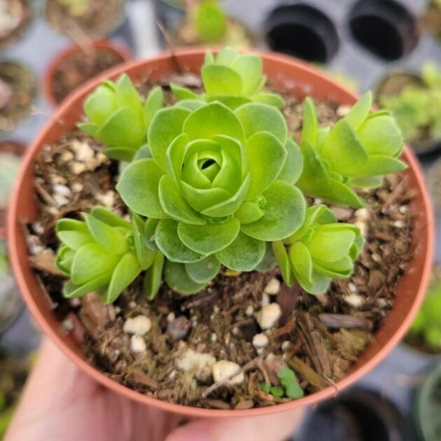 Sen Đá Hoa Hồng Pháp-Giá Sỉ Tốt-Nhiều Size Lựa Chọn 2