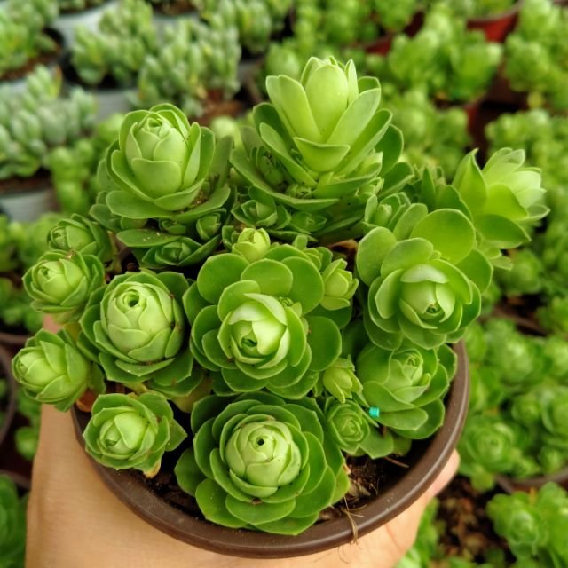 Sen Đá Hoa Hồng Pháp-Giá Sỉ Tốt-Nhiều Size Lựa Chọn 3