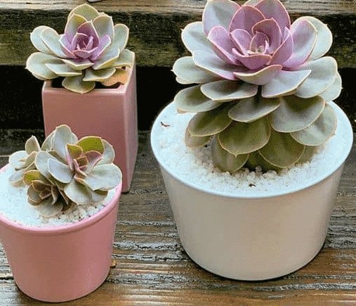 Sen Đá Hồng Tâm Đẹp Như Những Đóa Hoa Hồng