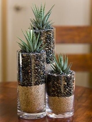 Cây Móng Rồng Hợp Tuổi Nào Trong Phong Thủy Sức Khỏe, Tài Lộc?
