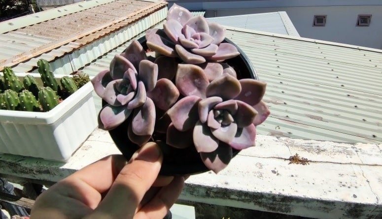 Sen Đá Hồng Mập Decor Cửa Hàng, Nhà Ở, Khách Sạn Công Ty Cực Đẹp 2