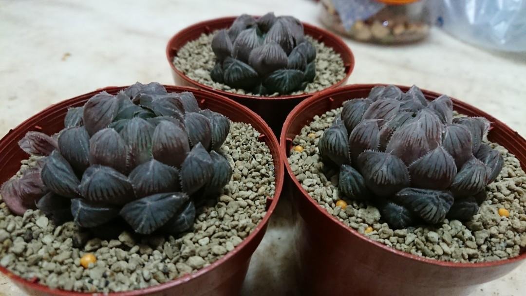 Sen Đá Kim Cương Tím Tự Nhiên Khiến Người Ngắm Mê Đắm 3
