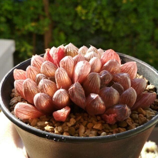 Sen Đá Kim Cương Đỏ-Bảng Giá Sỉ, Lẻ Theo Size, Màu Sắc, Số Lượng 2