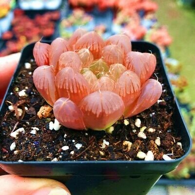 Sen Đá Kim Cương Đỏ-Bảng Giá Sỉ, Lẻ Theo Size, Màu Sắc, Số Lượng