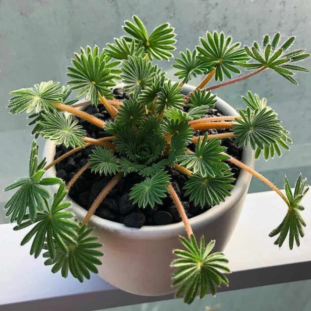 Sen Đá Lá Cọ Giá Tốt, Mua Ở Đâu Khu Vực TPHCM? 2