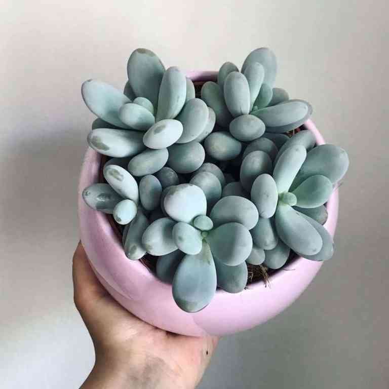 Sen Đá Sỏi Trắng-Giá Sỉ, Lẻ-Mua Càng Nhiều Giá Càng Tốt 3