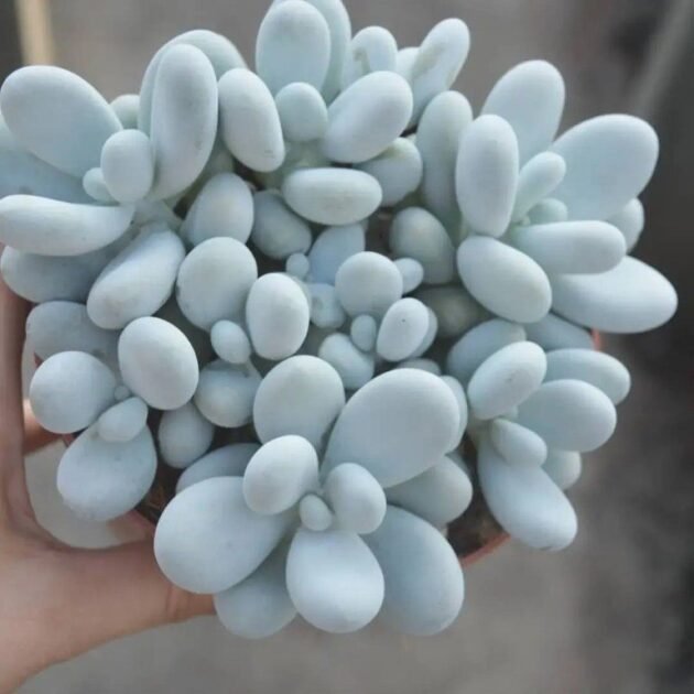 Sen Đá Sỏi Trắng-Giá Sỉ, Lẻ-Mua Càng Nhiều Giá Càng Tốt