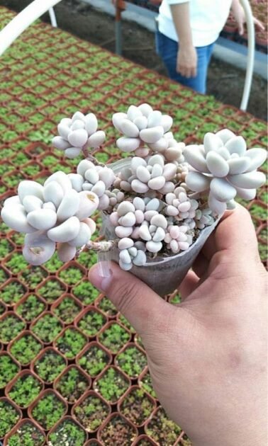 Sen Đá Sỏi Trắng-Giá Sỉ, Lẻ-Mua Càng Nhiều Giá Càng Tốt 2