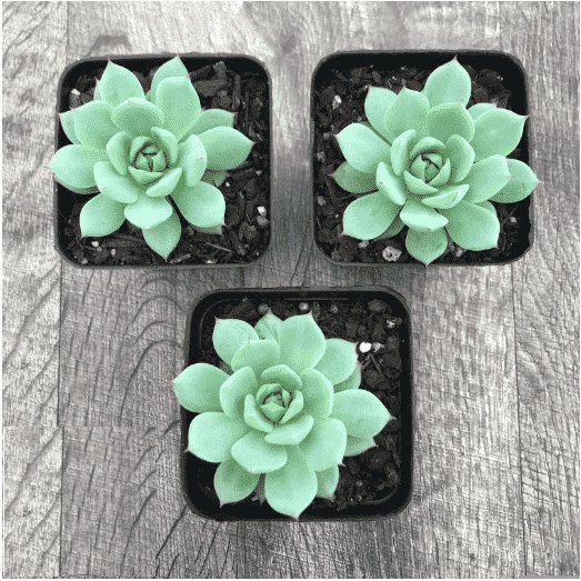 Sen Đá Bánh Bao Xanh Bán Đủ Size, Giá Sỉ Vỉ, Bầu, Trung, Đại 2